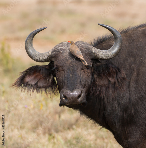 portrait of african buffalo close up of head with red billed oxpecker sitting on top