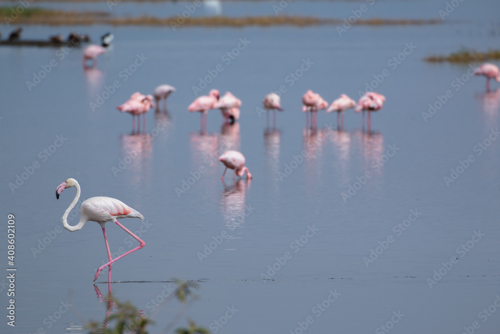 Fototapeta premium wild greater flamingos at lake nakuru