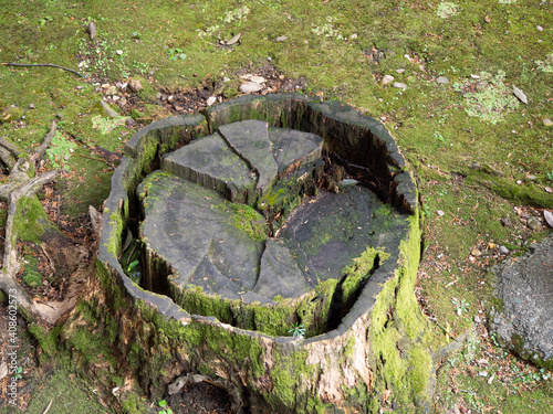 苔むして朽ちかけている切り株