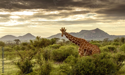 Giraffe walking through the grasslands in Kenya photo