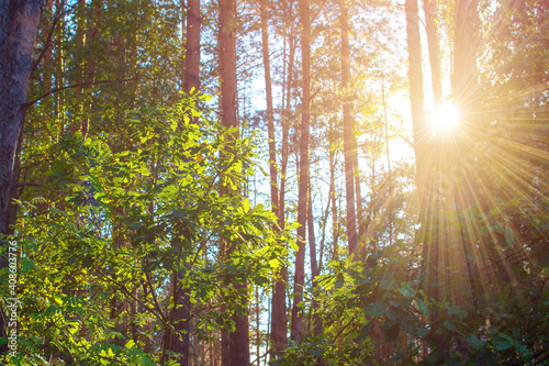 Fototapeta Naklejka Na Ścianę i Meble -  Beautiful sunset sunrise sun sunshine in sunny pine and oak forest. Sunlight Sunbeams Through Woods In Forest Landscape.