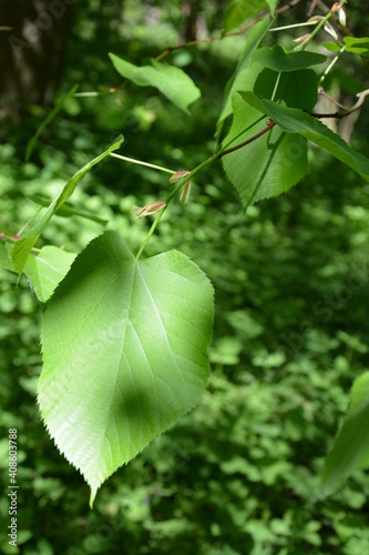 green leaves of a tree in the forest