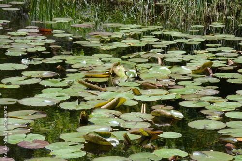 water lilies on the pond
