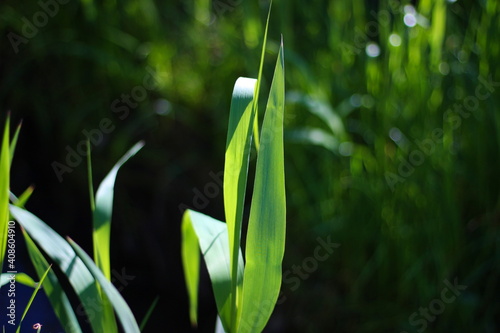 Green grass on a sunny day