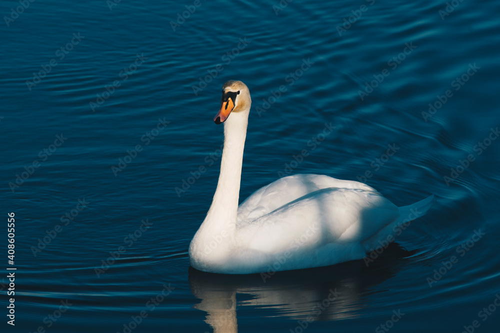 Fototapeta premium swan swimming on a water