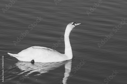  swan swimming on a water