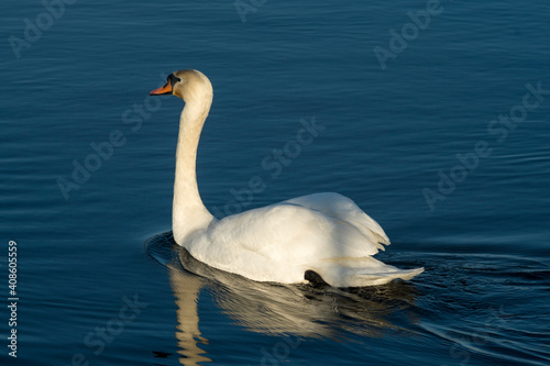  swan swimming on a water