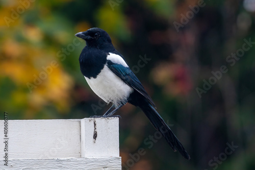 Common magpie sitting on a fence - Autumn forest background