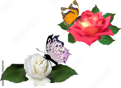 two roses and butterflies isolated on white