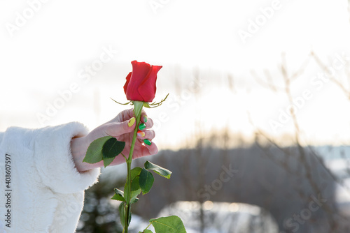 Fototapeta Naklejka Na Ścianę i Meble -  Woman's hand holds a red rose. Red rose in hand.