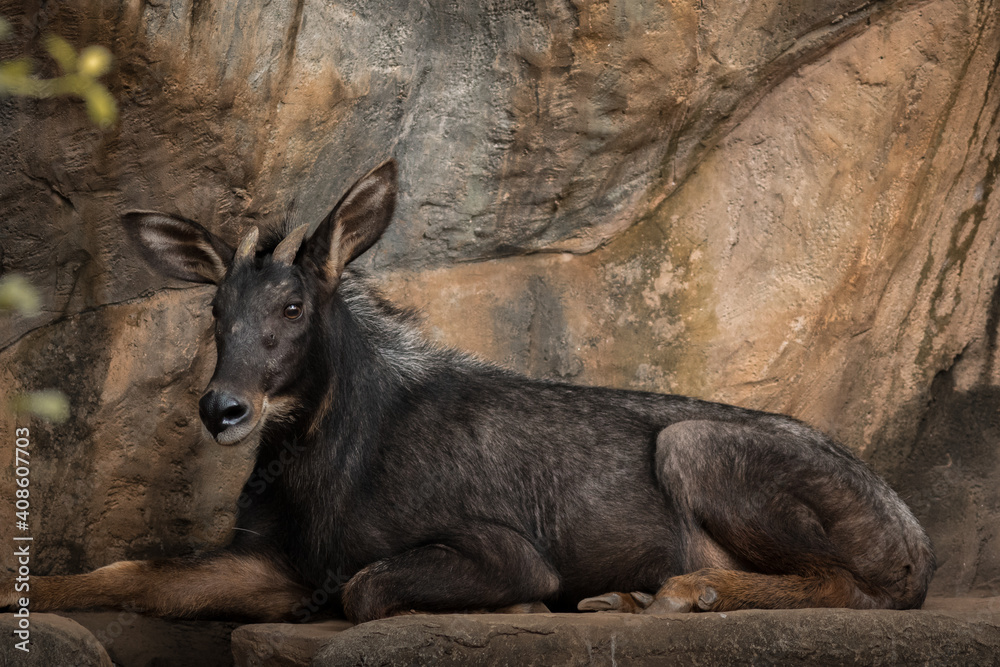 The serow