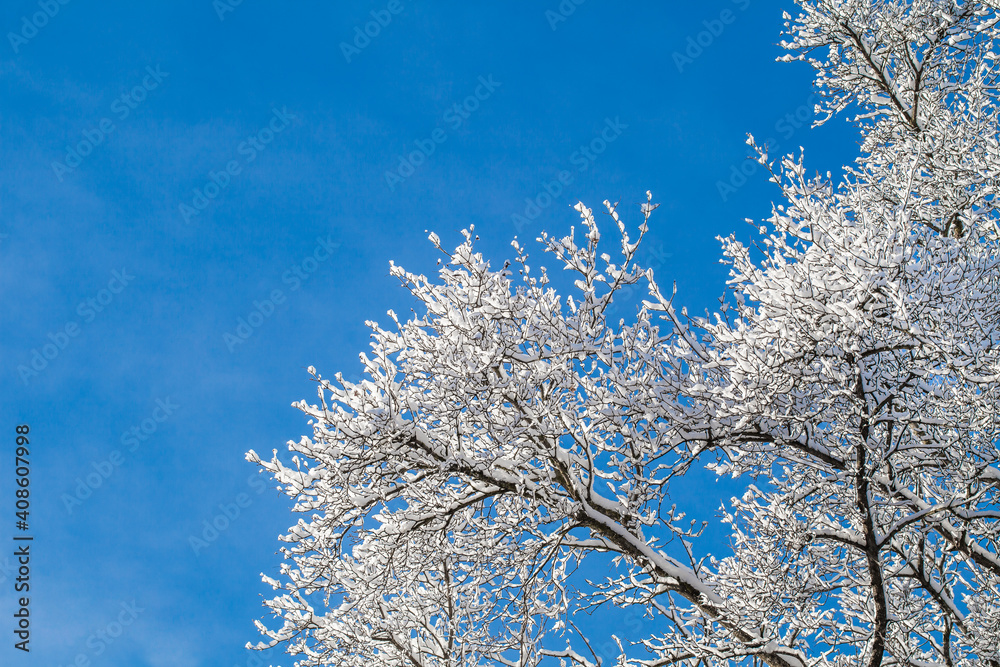 Snow-covered tree branches in the forest against the blue sky on a clear day