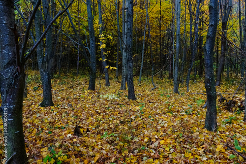 dark trunks in a colorful forest with many leaves