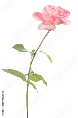 pink isolated small rose with single bloom