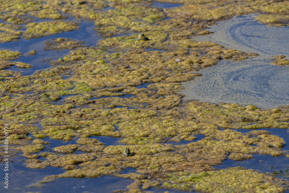 Algae on the water, frogs