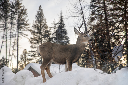 deer in a snowing forest looking around