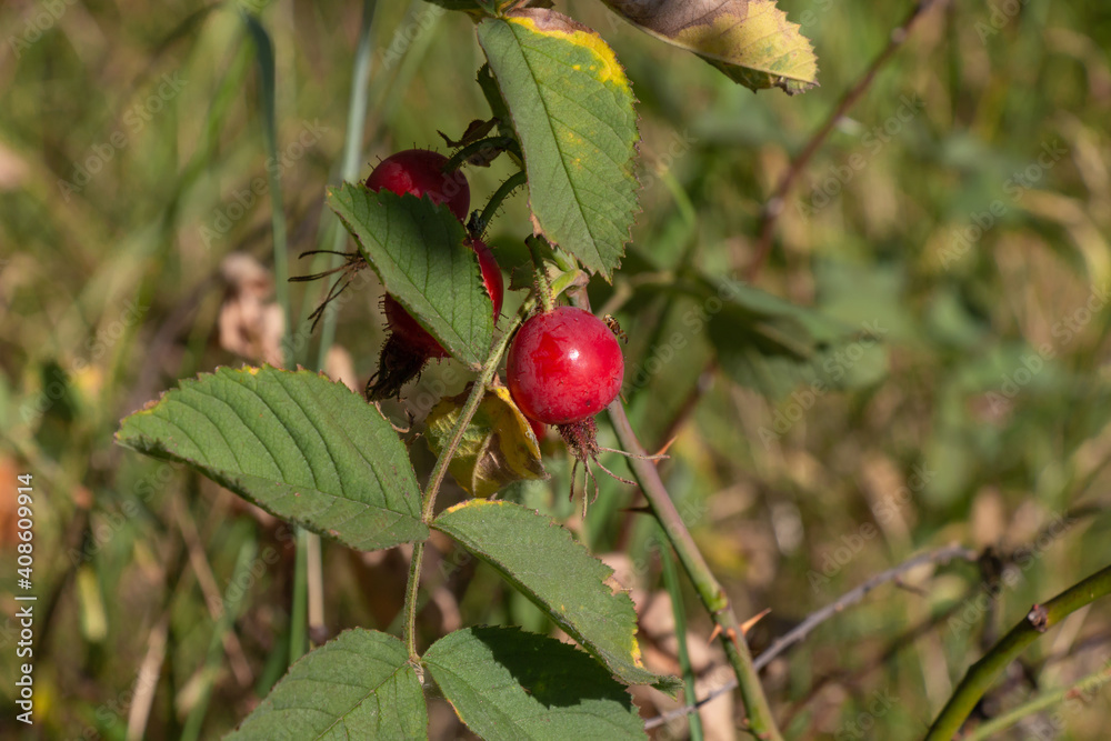 Fototapeta premium rose hips, wild