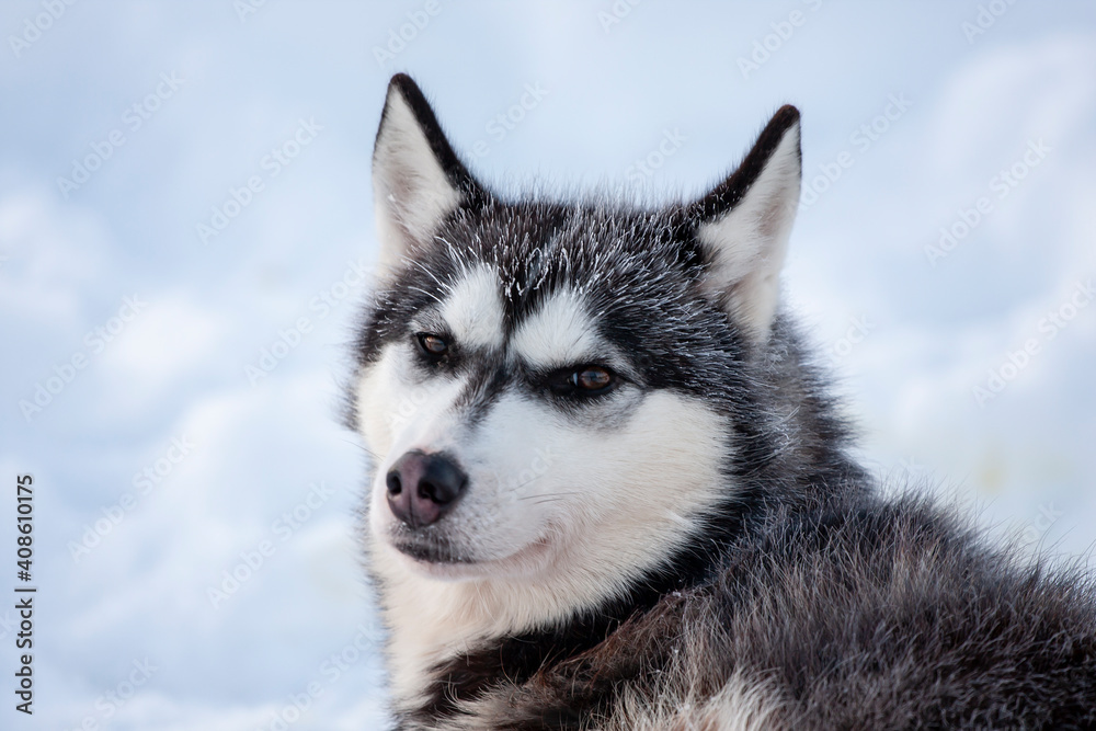 Resting husky sled dog. Dog's fur is covered with frost due to cold conditions of Finnish Lapland