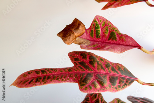 The dry tip of the croton leaf is a problem. Croton is a beautiful tropical plant with colorful leaves.