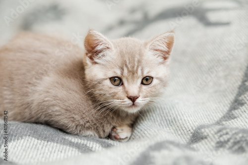Cute little kitten. scottish straight on the grey woolen plaid.