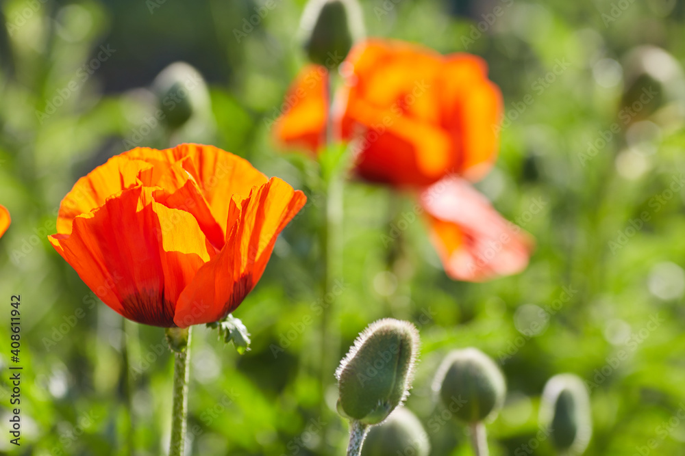 Obraz premium Macro photo nature flowers blooming poppies. Background texture of red poppies flowers.