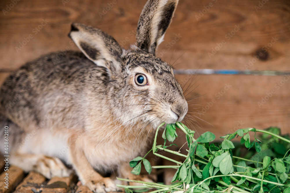 Fototapeta premium domesticated wild hare in a cage eats grass. rabbit cage. feeding rabbits.