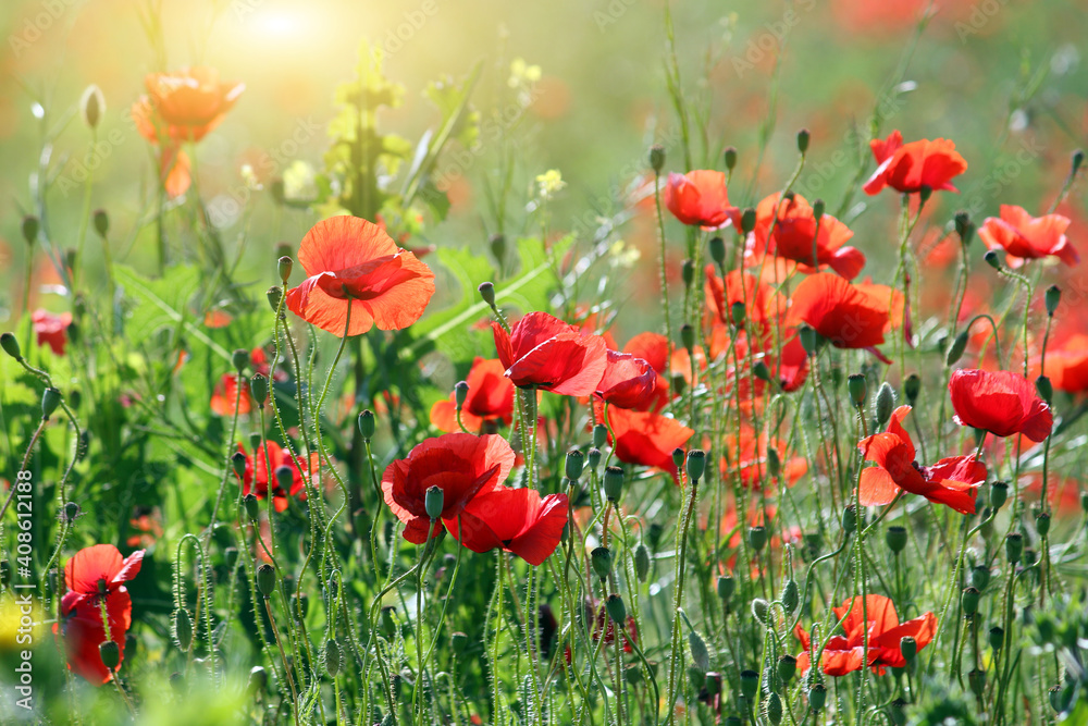 red poppies wildflowers meadow in springtime red poppies wildflowers meadow in springtime