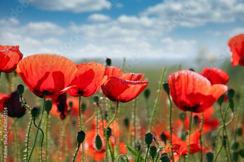 red poppies wildflowers spring season