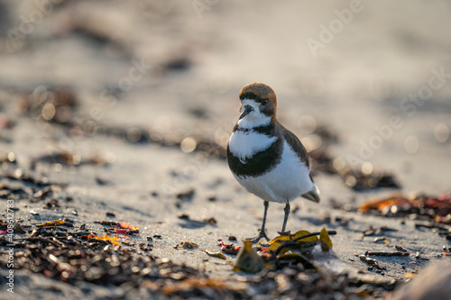 The two-banded plover (Charadrius falklandicus) photo