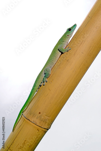 Großer Taggecko, Kochs Madagaskar-Taggecko // Koch's giant day gecko (Phelsuma kochi / Phelsuma madagascariensis kochi) photo