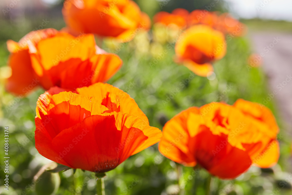 Flower poppy flowering on background poppies flowers. Flower poppy flowering on background poppies flowers.