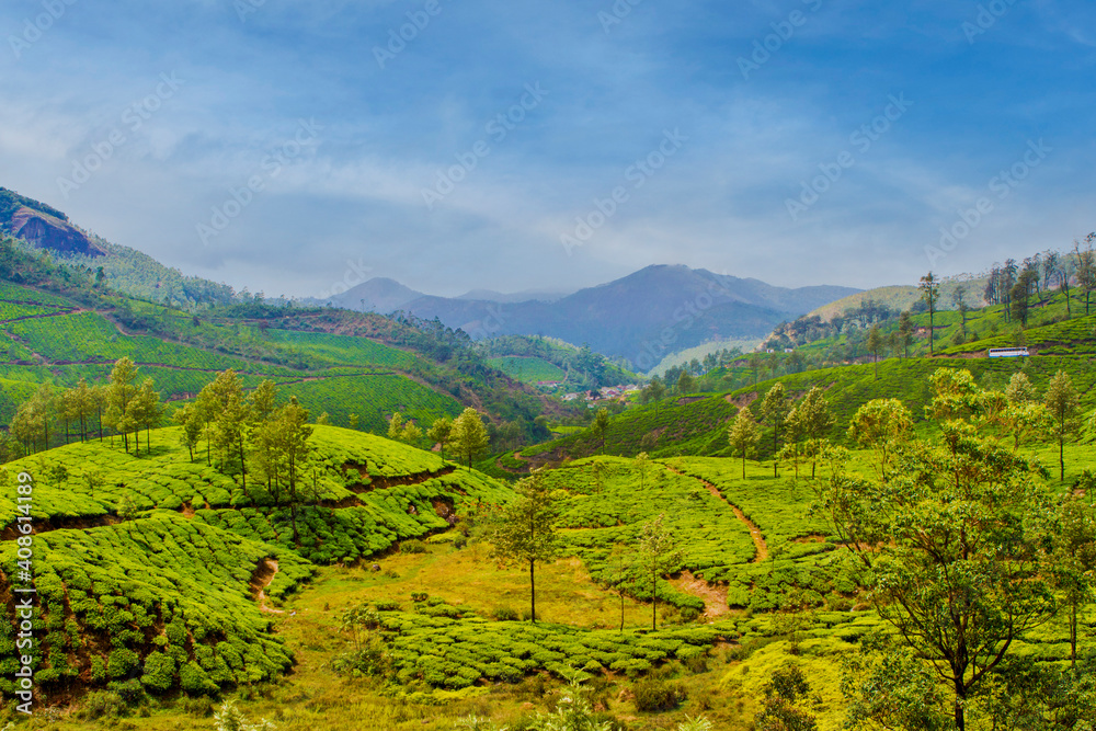 Tea plantations in Munnar, Kerala, India .A beautiful landscape