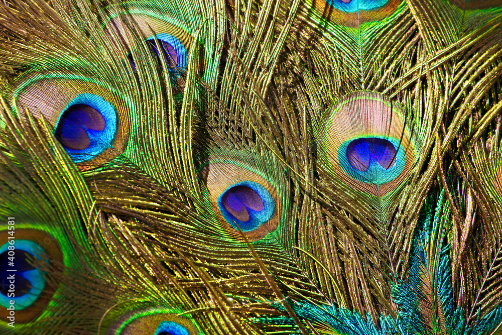 Fototapeta premium Peacock feather close up. Background, colorful, vibrant