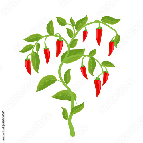 Fotografia Spicy chili pepper vegetable bush plant