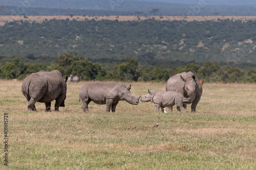 small family group of white Rhinos in the Maasai mara © Keith