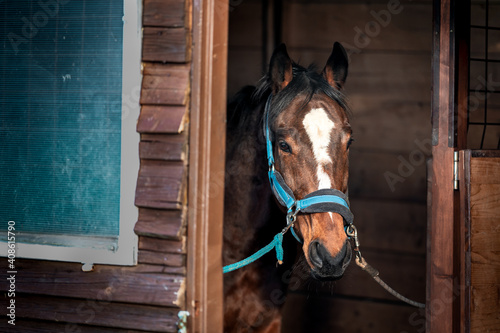racing horse in a stable on a farm