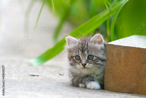 He hid. A kitten peeps from behind a wooden bar