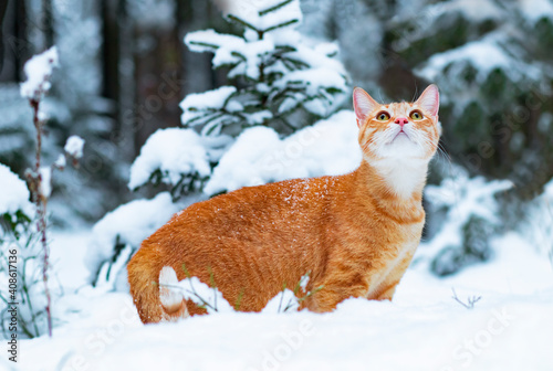 ginger cat in the snow, walks in the winter in the forest. Sad pet On the street.
