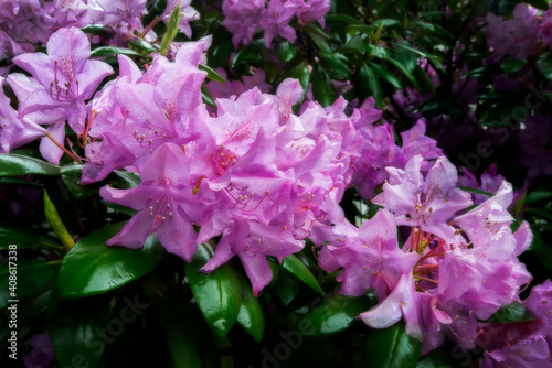 The rhododendron bush is an attractive, blooming specimen in many landscapes 
