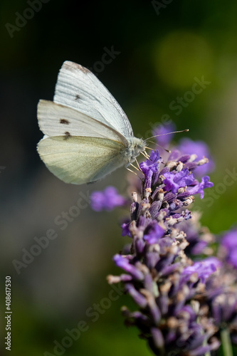 Butterfly on lavender in the summer