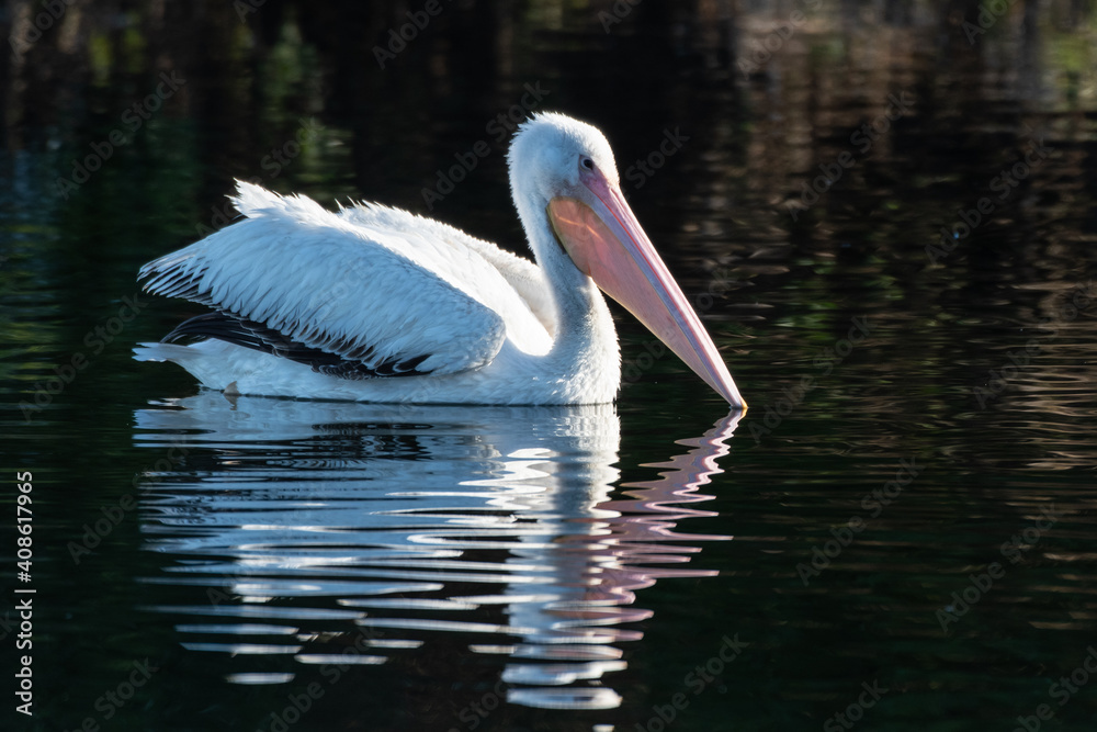 Right side profile of large White Pelican floats on the pond water surface with reflection with bill slightly submerged in the lagoon. Right side profile of large White Pelican floats on the pond water surface with reflection with bill slightly submerged in the lagoon.