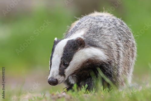 Closeup front view of walking European Badger in the forest. © frank11