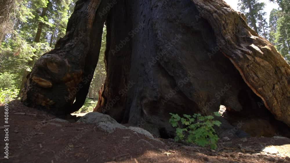 Sequoia Trees Dolly And Pan Shot Sequoia National Park Sierra Nevada Mountains California 27