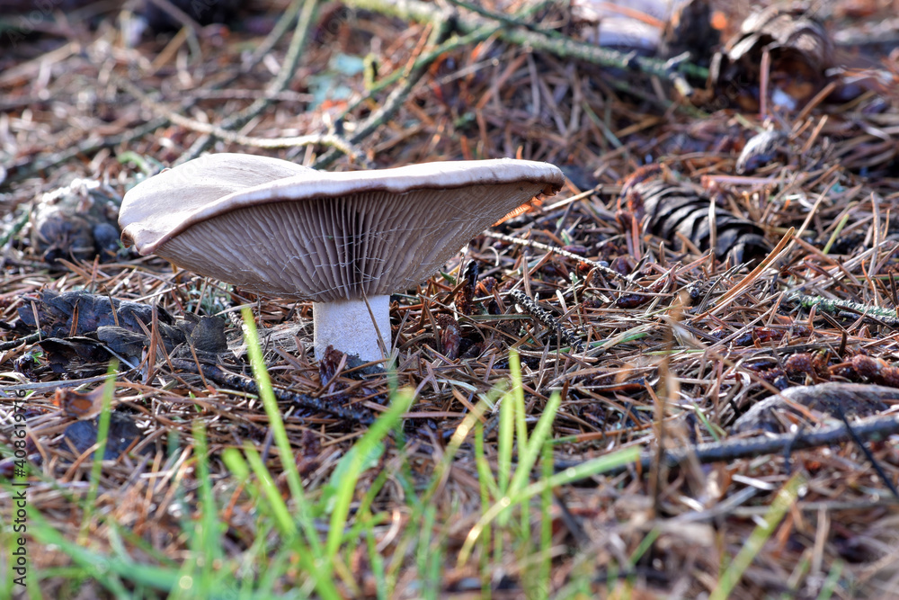 Fototapeta premium Palespore Mushroom 06