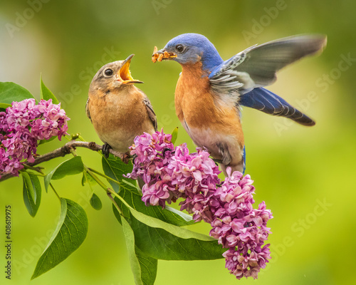 A male Eastern Bluebird feeds his mate in a springtime courting ritual. © Melody Mellinger