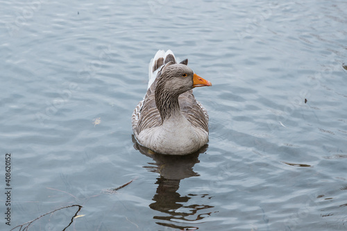 The duck's life on the Lake photo