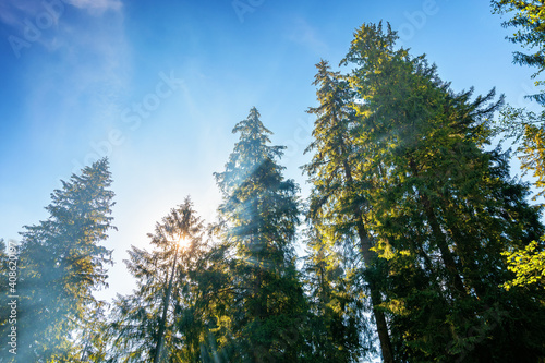 sunlight through trees and morning mist. beautiful forest nature background. wonderful sunny weather in summer season. blue sky above treetops