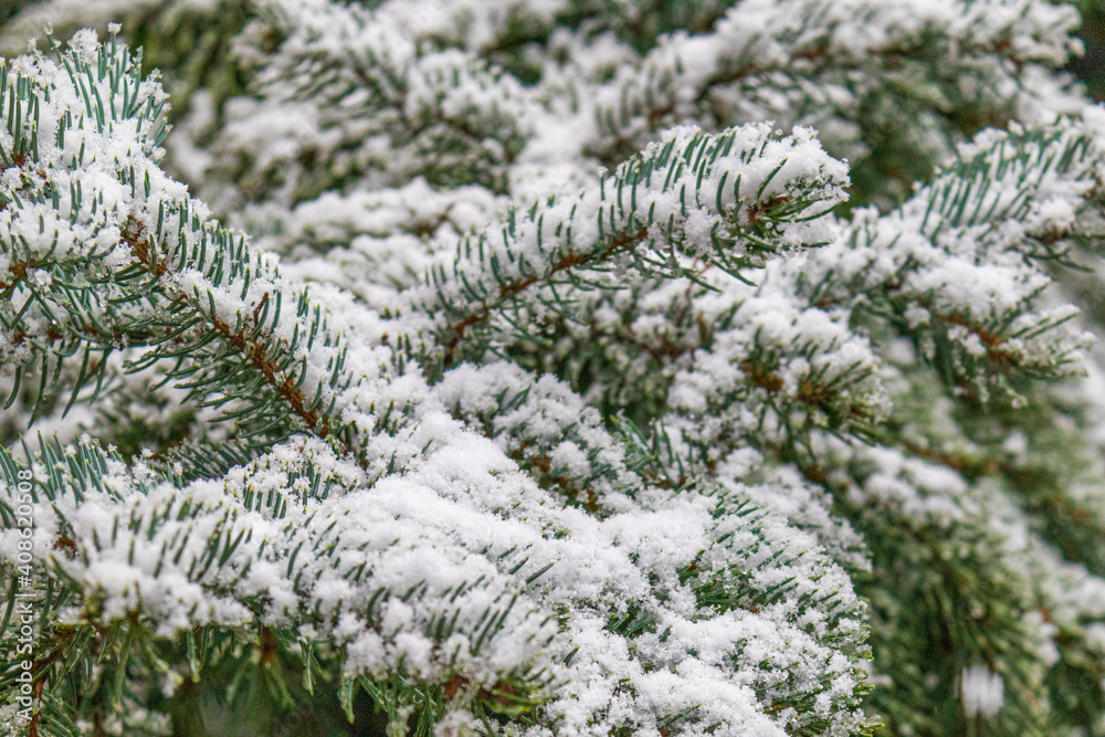 beautiful, natural, green coniferous tree in the snow in winter at Christmas and New Year