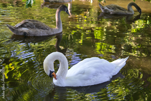 Beautiful view of young swans and older swan reflected in the water of pond in St Stephen Green park  Dublin  Ireland