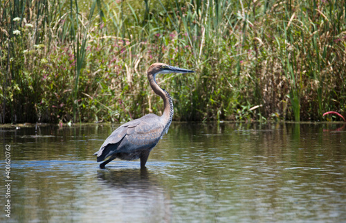 Foraging Goliath heron  Ardea goliath   Marievale Nature Reserve  Gauteng  South Africa